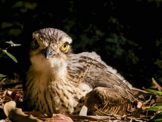 Bush Stone Curlew / Thick Knee in Queensland Australia