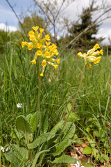 Obraz premium Schlüsselblume