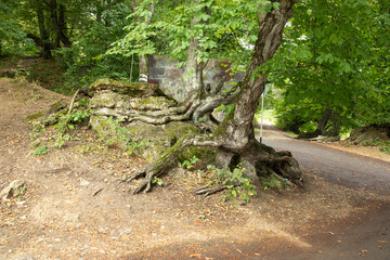 Naklejka na ściany i meble Tree with a root in nature.