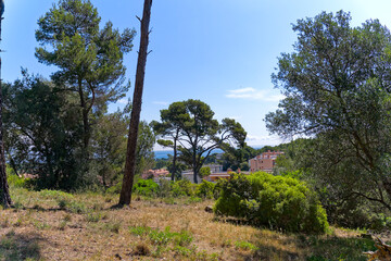 Fototapeta na wymiar Scenic landscape with trees and blue sky background at Giens Peninsula on a sunny late summer day. Photo taken June 8th, 2023, Giens, Hyères, France.