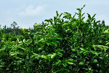 Green unripe orange fruit on tree