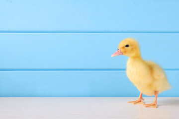 Baby animal. Cute fluffy duckling on white wooden table near light blue wall, space for text