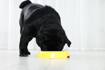 Cute Pug dog eating from plastic bowl in room