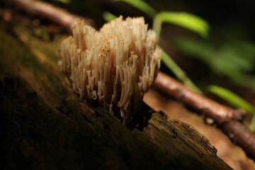 Mushrooms growing on tree trunk in forest, closeup