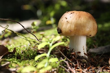 One mushroom growing in forest, closeup. Space for text