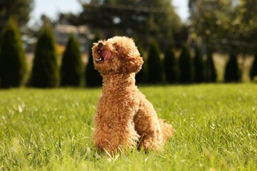 Cute Maltipoo dog on green lawn outdoors