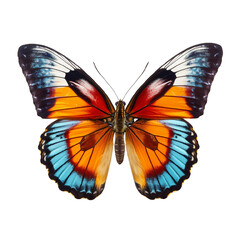 butterfly isolated on white background png