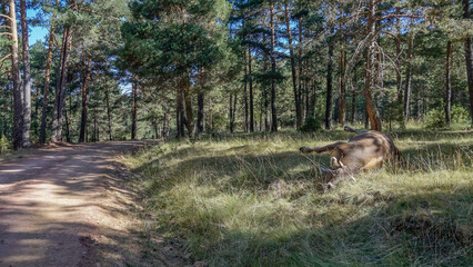 Vaca muerta en un bosque