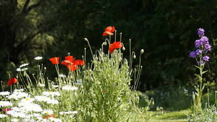 BOIS DE ST MARTIN - QUESTEMBERT 56230 © Bruno
