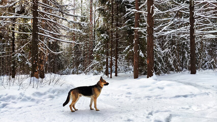 Dog German Shepherd in a winter day and white snow arround. Waiting eastern European dog veo and white snow