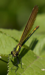 BOIS DE ST MARTIN - QUESTEMBERT 56230