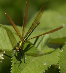 BOIS DE ST MARTIN - QUESTEMBERT 56230
