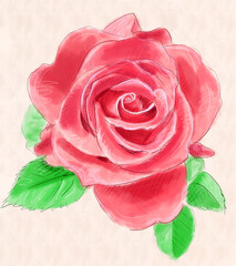 Digital drawing of a rose
