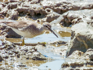  Grey-tailed Tattler in Queensland Australia