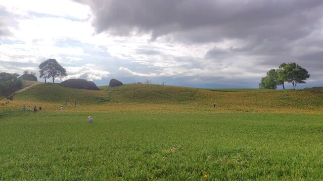 Landscape View Of The Beautiful Tiger Lilies (Daylily) Garden Blooming On The Hill Of Chi Ke Shan (Chike Shan), Yuli, Hualien, Taiwan