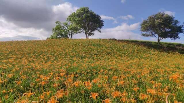 Landscape View Of The Beautiful Tiger Lilies (Daylily) Garden Blooming On The Hill Of Chi Ke Shan (Chike Shan), Yuli, Hualien, Taiwan