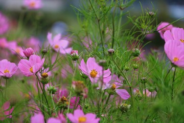 purple flowers in the meadow