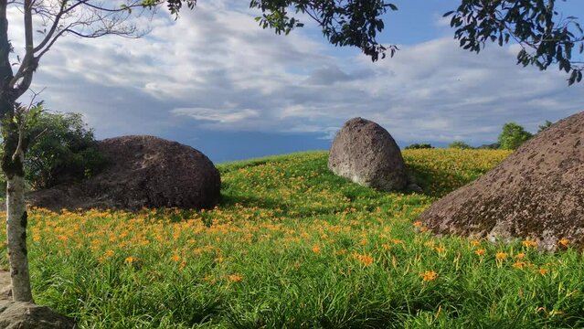 Landscape View Of The Beautiful Tiger Lilies (Daylily) Garden Blooming On The Hill Of Chi Ke Shan (Chike Shan), Yuli, Hualien, Taiwan