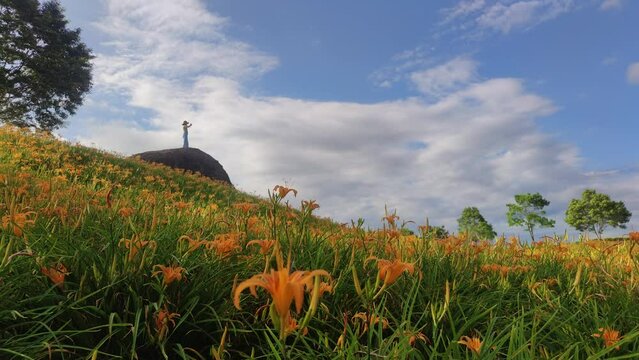 Landscape View Of The Beautiful Tiger Lilies (Daylily) Garden Blooming On The Hill Of Chi Ke Shan (Chike Shan), Yuli, Hualien, Taiwan