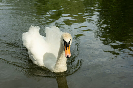 schwan geschwindigkeit schnell
