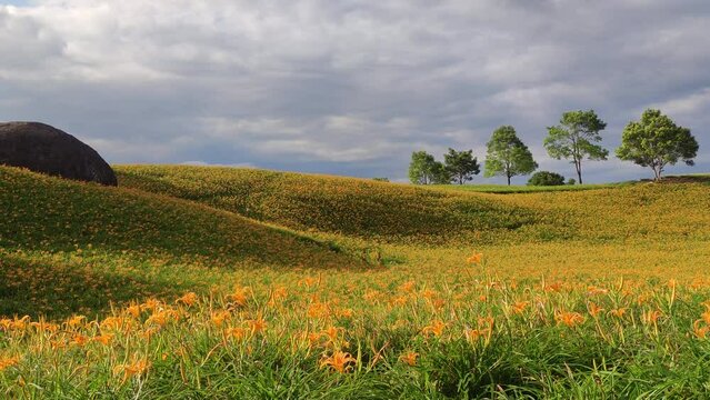 Landscape View Of The Beautiful Tiger Lilies (Daylily) Garden Blooming On The Hill Of Chi Ke Shan (Chike Shan), Yuli, Hualien, Taiwan