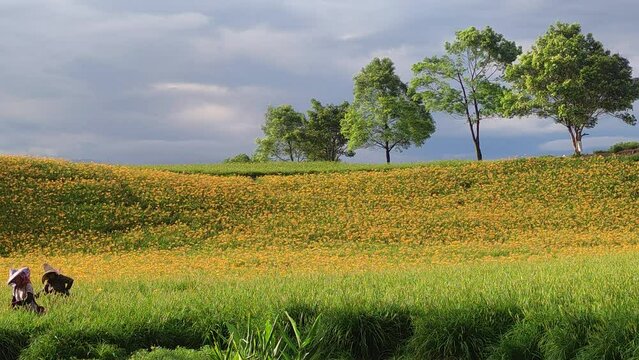 Landscape View Of The Beautiful Tiger Lilies (Daylily) Garden Blooming On The Hill Of Chi Ke Shan (Chike Shan), Yuli, Hualien, Taiwan