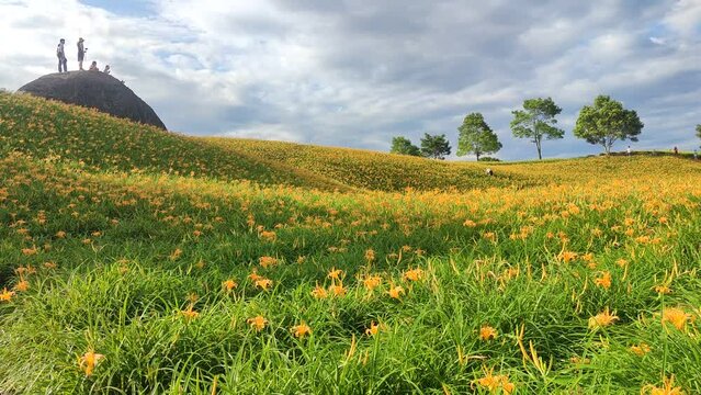 Landscape View Of The Beautiful Tiger Lilies (Daylily) Garden Blooming On The Hill Of Chi Ke Shan (Chike Shan), Yuli, Hualien, Taiwan