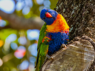 Rainbow Lorikeet in Queensland Australia