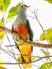 Rose-crowned Fruit-Dove in Queensland Australia