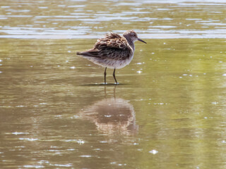 Sharp-tailed Sandpiper in Queensland Australia