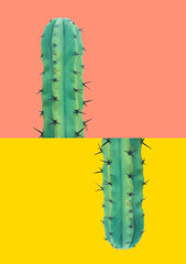 Long prickly green cactus with thorns on duo tone pink yellow background. Creative poster banner in...