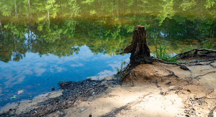 Green trees reflecting on a lake's surface