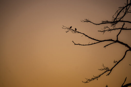 Two blackbirds were lying on a dead pine branch on a beautiful morning