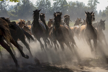 Horses (Arabian) galloping, dust floating, many horses of different colors during the day