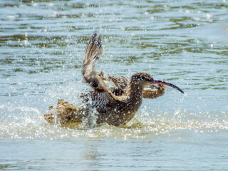 Whimbrel Shorebird in Queensland Australia