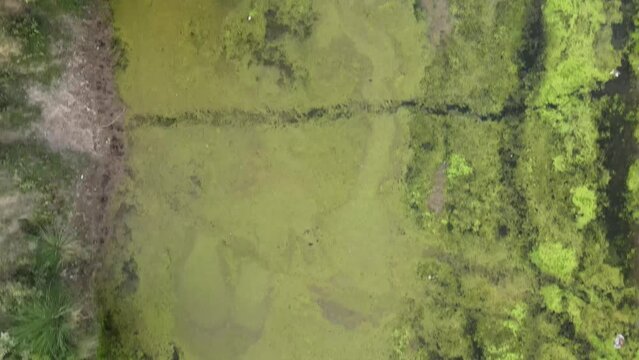 Blue-green algae over the lake, also called Cyanobacteria or Cyanophyta.