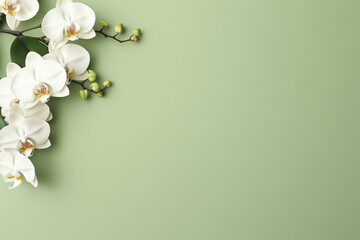 white orchid on green background