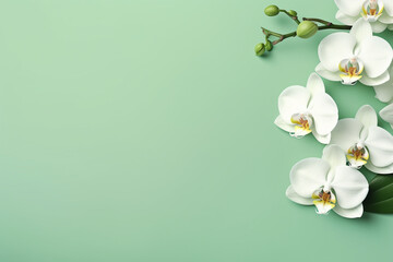 white orchid on green background