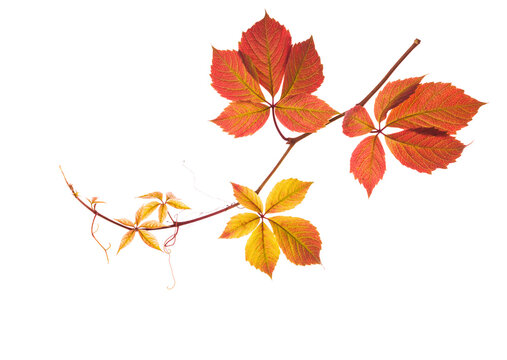 Autumn  branch  with colorful  leaves isolated on white background. Five-Leaved Ivy