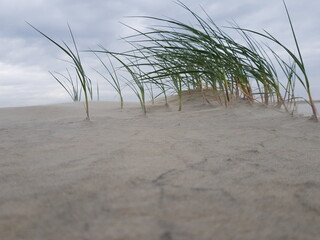 Dünengras auf  Borkum