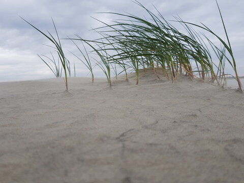 D&uuml;nengras auf  Borkum