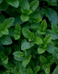 Green fragrant mint leaves close up as background