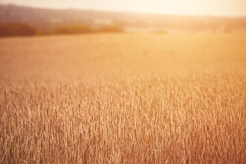Close up of rye ears, field of ripening rye on a summer day. Sunrise or sunset time. Agriculture...