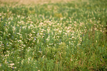 Field of fresh green barley cereals. Agricultural field. Green malting barley in the field.