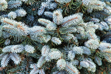 Naklejka na ściany i meble Blue spruce branches, , christmas.