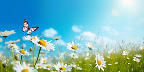 Chamomiles daisies macro in summer spring field on background blue sky with sunshine and a flying butterfly , panoramic view. Summer natural landscape, Generative AI