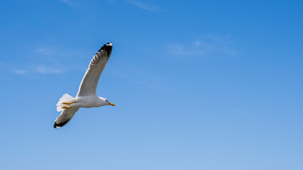 Lesser black backed gull in the air in front of a bright blue sky