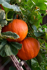 Obraz premium Large orange ripe pumpkins with green leaves hangs on the wall. Harvest season. Close up.