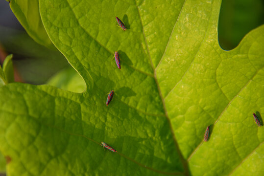 Leafhoppers on a young tulip poplar leaf