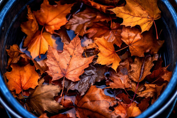 Naklejka na ściany i meble Autumn leaves in barrel full of water